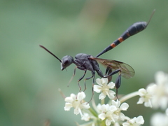 Gasteruption assectator