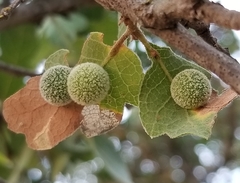 Cynips multipunctata