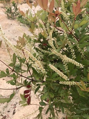 Weinmannia sorbifolia