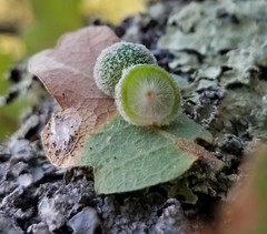 Cynips multipunctata