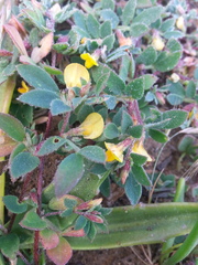 Acmispon wrangelianus