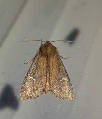 Apamea scoparia