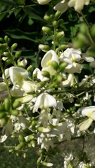 Styphnolobium japonicum