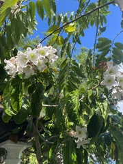 Beaumontia grandiflora