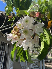 Beaumontia grandiflora