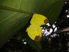 Eurema sari