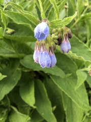 Symphytum × uplandicum