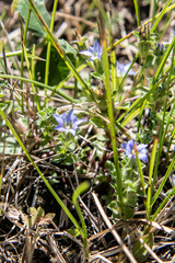 Gentiana squarrosa