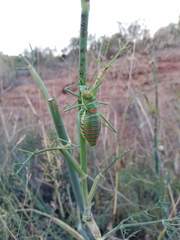 Steropleurus andalusius