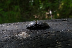 Apterodorcus bacchus