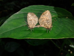 Logania marmorata damis