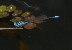 Pseudagrion australasiae
