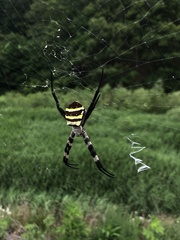 Argiope amoena