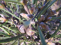 Hakea corymbosa