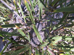 Hakea corymbosa