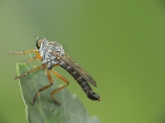 Neomochtherus pallipes
