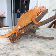 Iguana iguana
