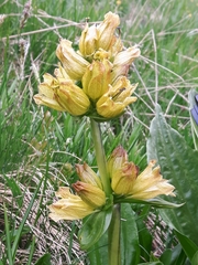 Gentiana punctata