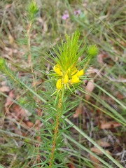 Phyllota phylicoides