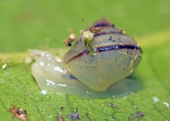 Posorites conscendens