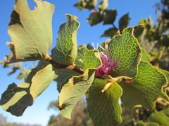 Hakea cucullata