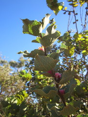 Hakea cucullata