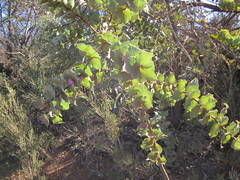Hakea cucullata