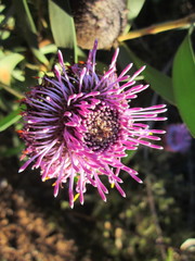Isopogon cuneatus