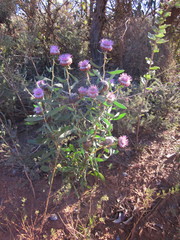 Isopogon cuneatus