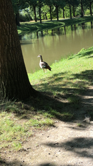 Alopochen aegyptiaca