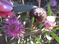 Isopogon cuneatus