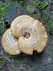 Cerioporus squamosus