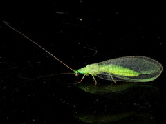 Mallada tripunctatus