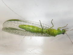 Mallada tripunctatus