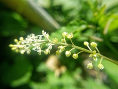 Rivina humilis