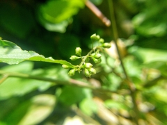 Rivina humilis
