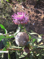 Isopogon cuneatus