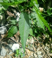 Rivina humilis
