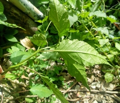Rivina humilis