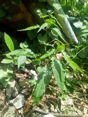 Rivina humilis