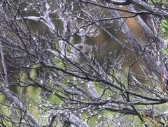 Sericornis maculatus