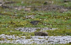 Sericornis maculatus