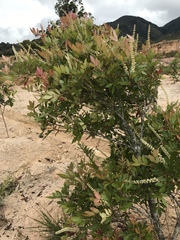 Weinmannia sorbifolia