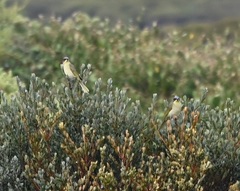 Lichenostomus cratitius