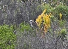 Gliciphila melanops