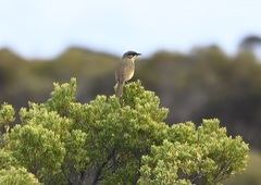 Lichenostomus cratitius