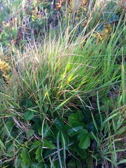 Agrostis pallens