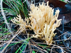 Ramaria watlingii