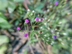 Cyanthillium cinereum