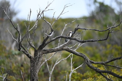 Gliciphila melanops